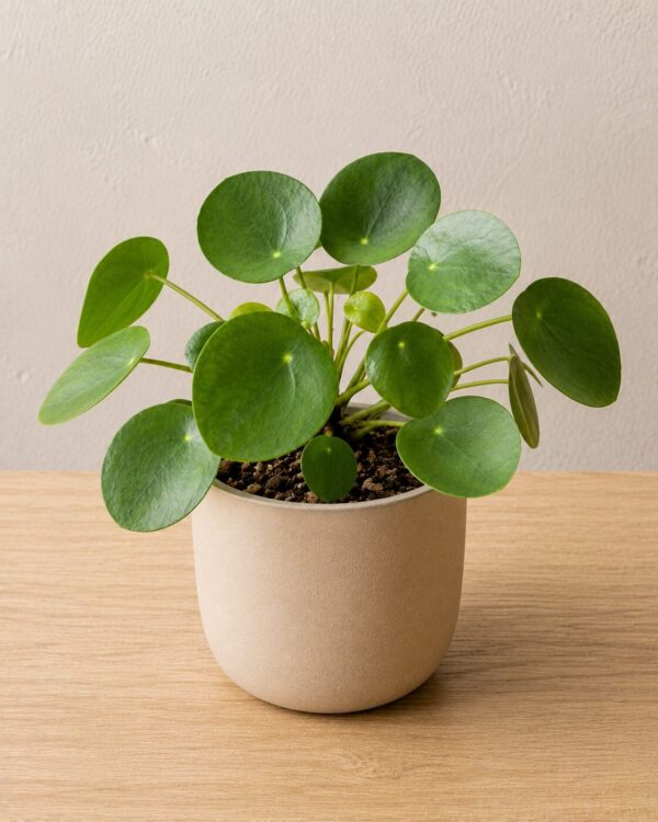 Pilea peperomioides