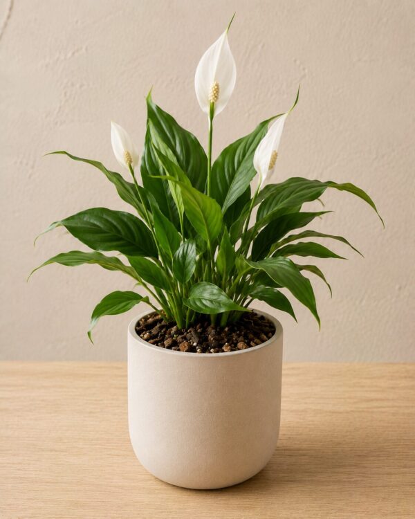 Spathiphyllum wallisii