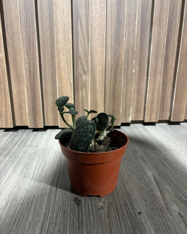 Adromischus maculatus