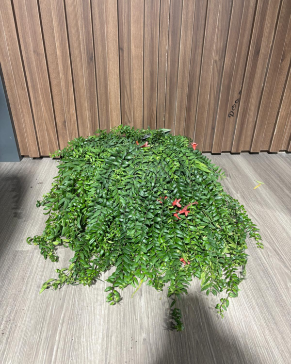 Aeschynanthus