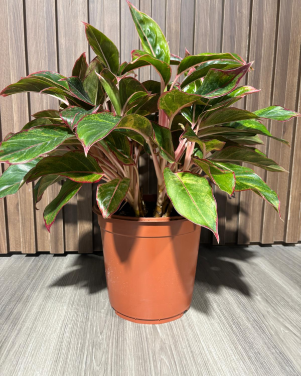 Aglaonema
