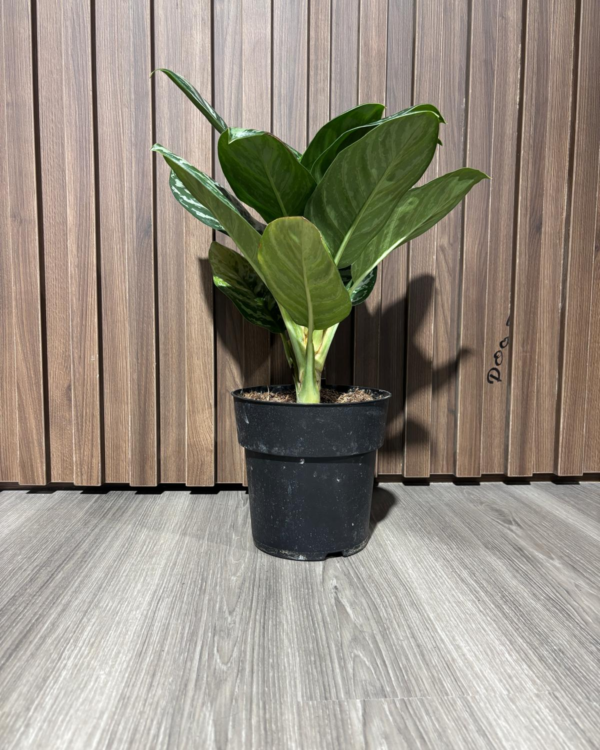 Aglaonema