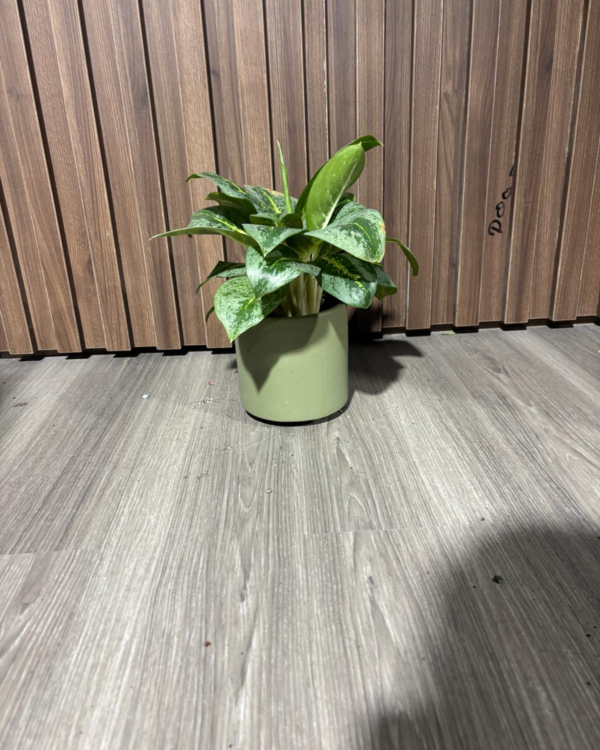 Aglonema Silver Queen