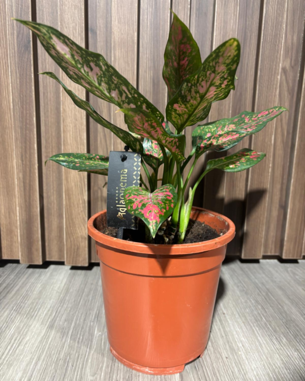 Aglaonema Red