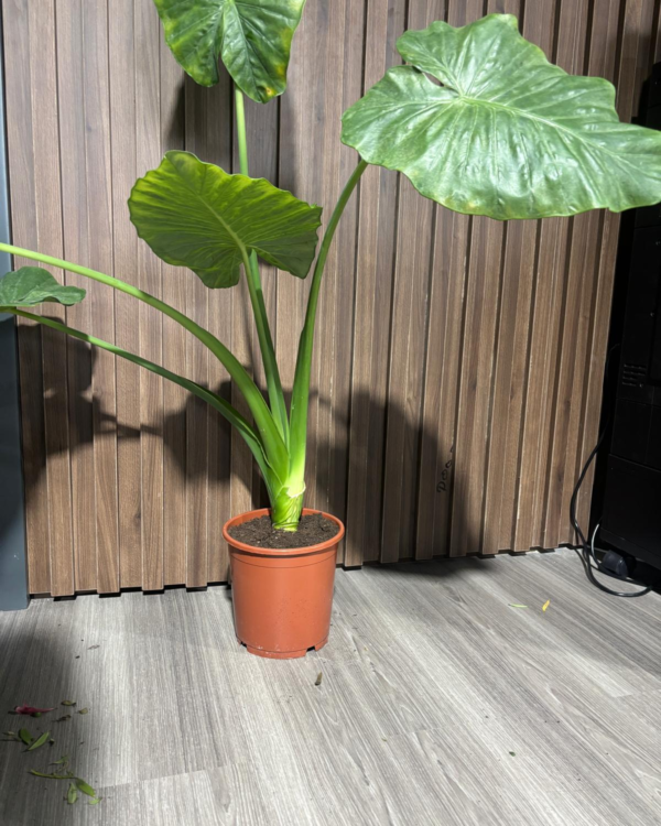 Alocasia