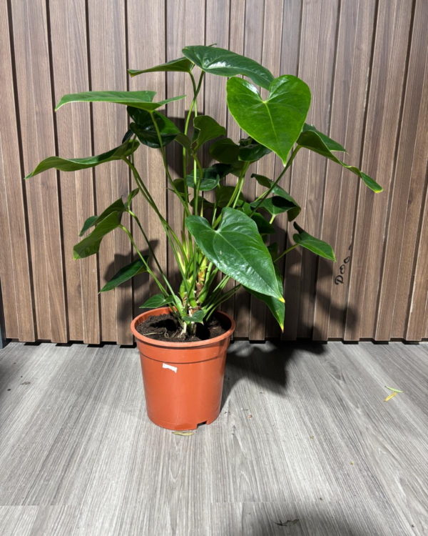Anthurium pink
