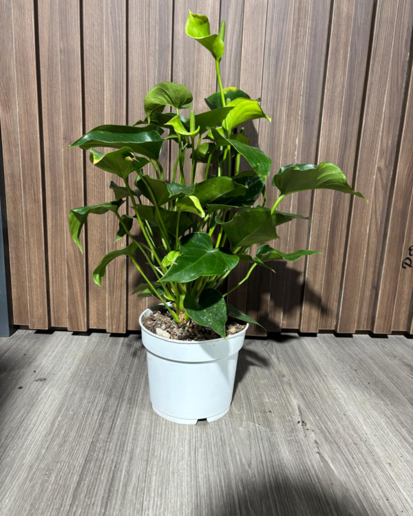 Anthurium Red Madural