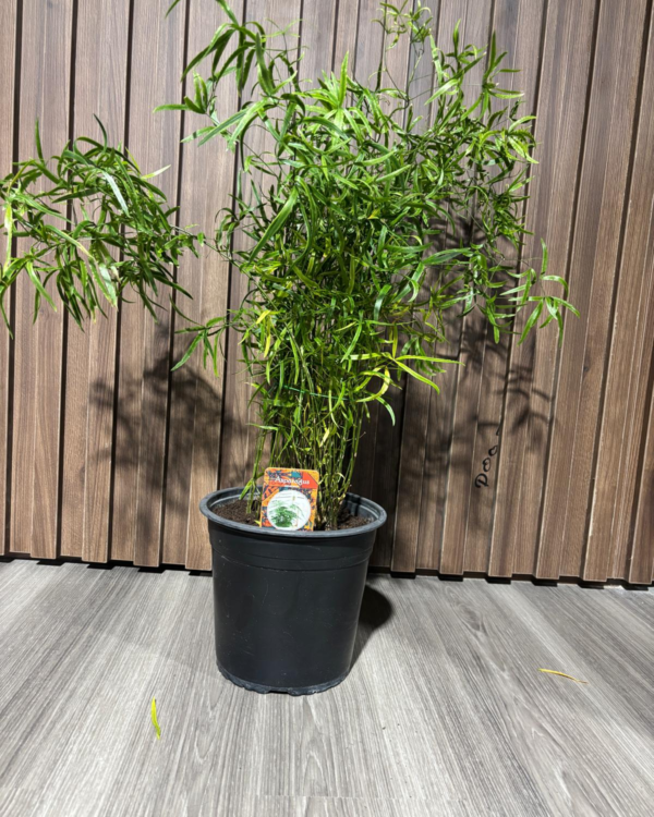 Asparagus Sprengerii