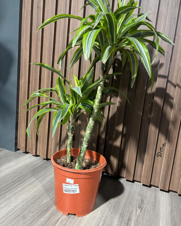 Dracaena deremensis Lemon Lime