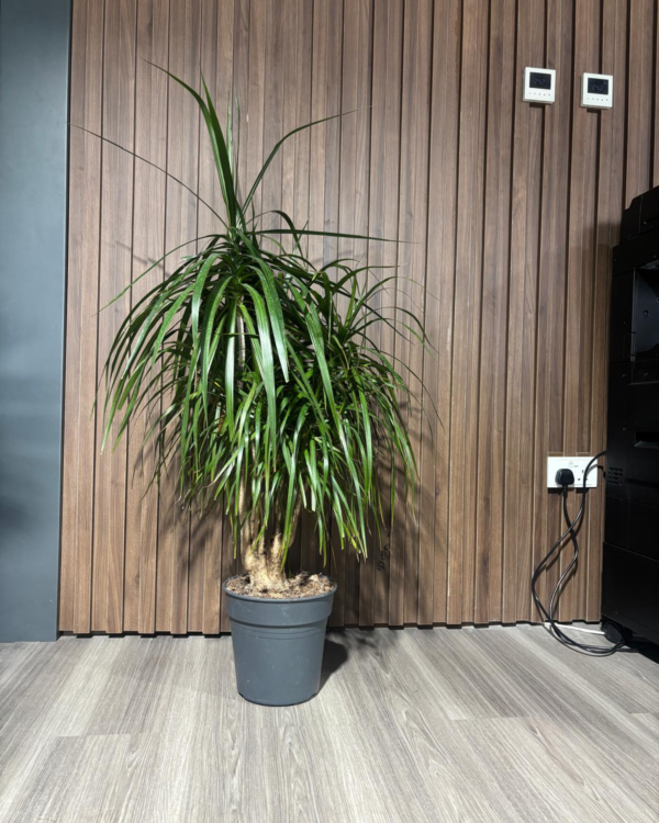 Dracaena Marginata Magenta
