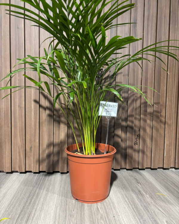 Dypsis Small