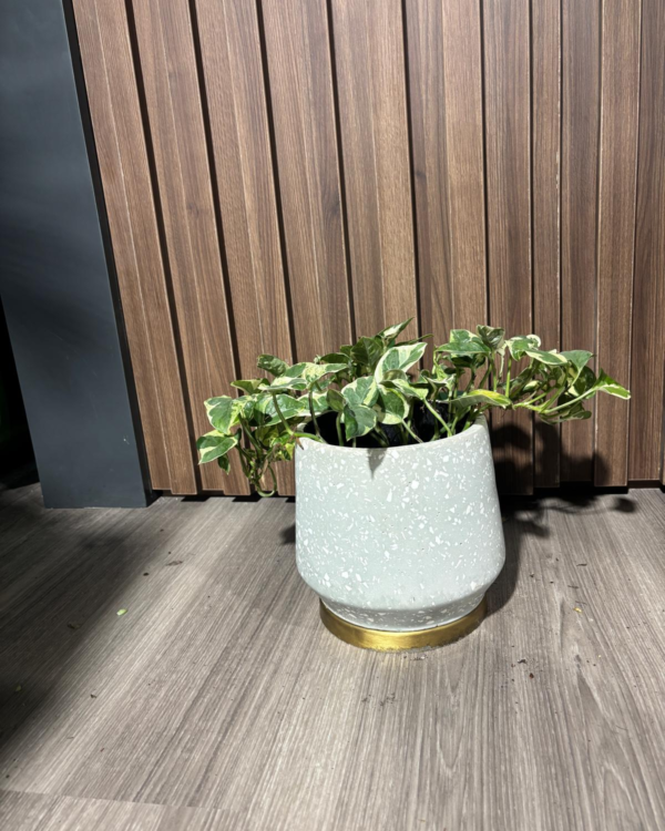Epipremnum Happy Leaf
