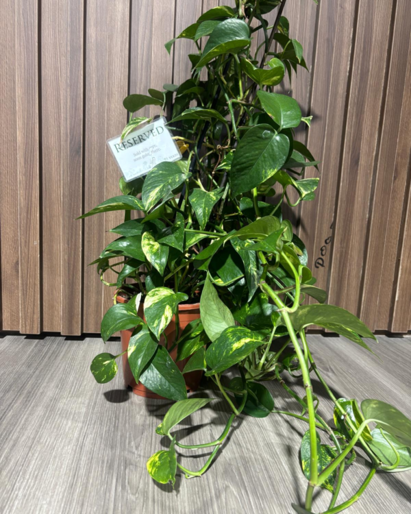 Epipremnum Pinn Joy