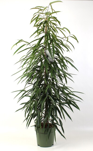 Ficus binn. 'Amstel King'