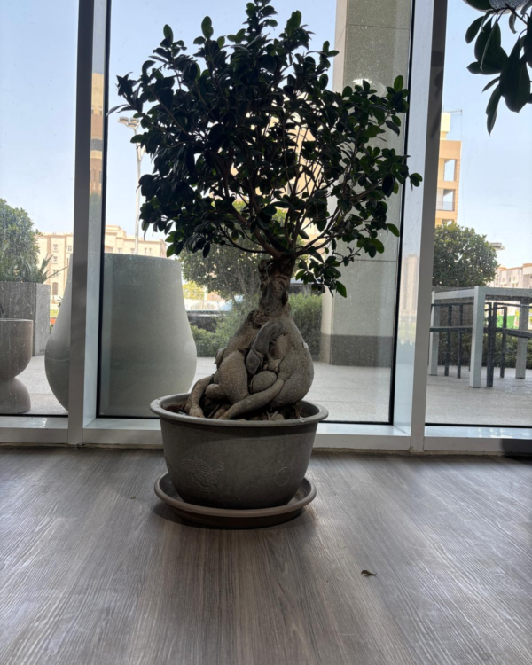 Ficus Bonsai Shape