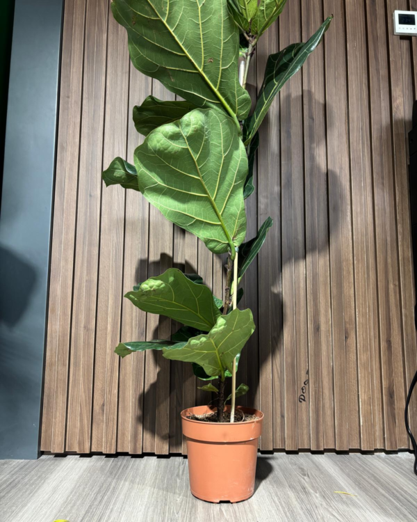 Ficus Lyrata - 1 branch