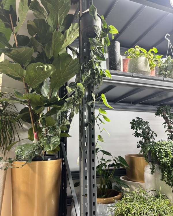 Ficus Lyrata 3 Branches