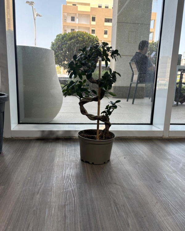 Ficus S Shape