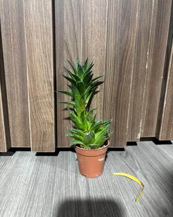 Haworthiopsis reinwardtii