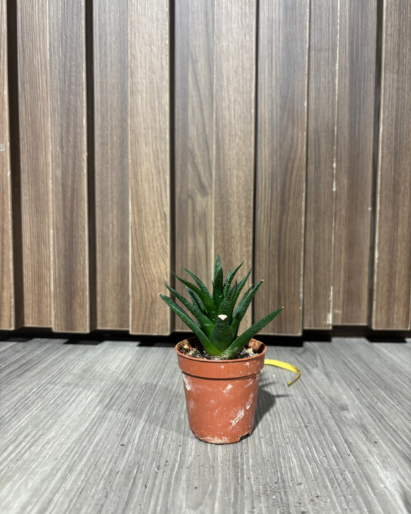 Haworthia