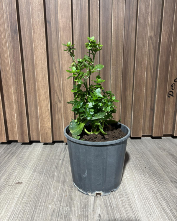 Kalanchoe