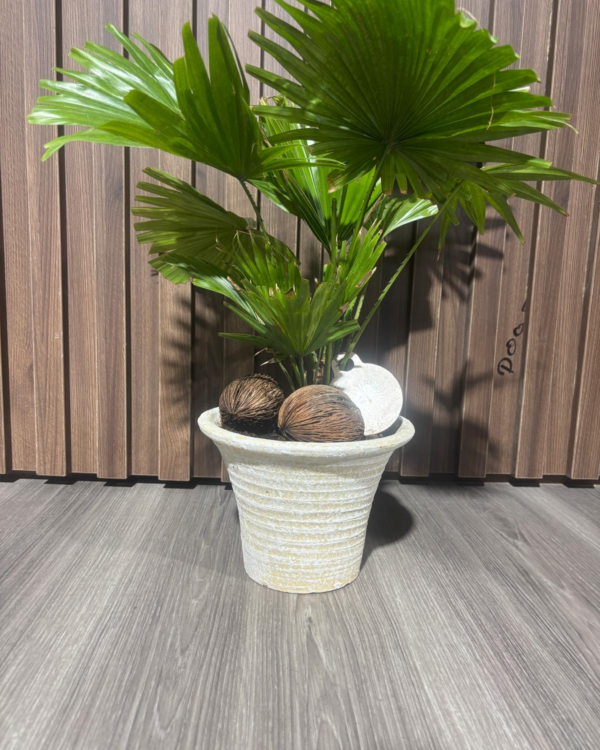 Livistonia Rotundifolia (with pot)
