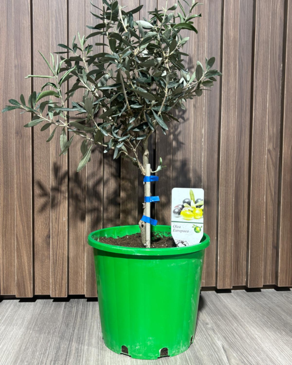 Olea Europea