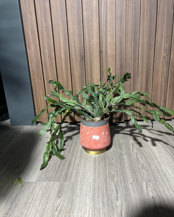 Schlumbergera